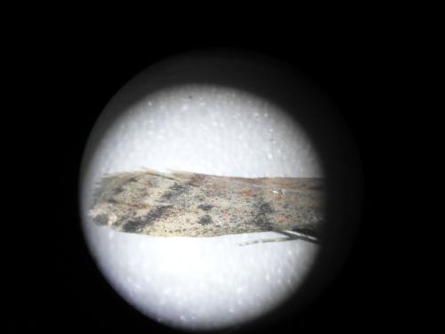Ephestia sp.